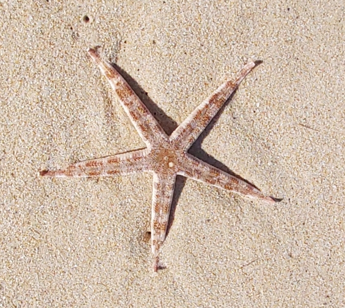 This image has an empty alt attribute; its file name is starfish-1.jpg